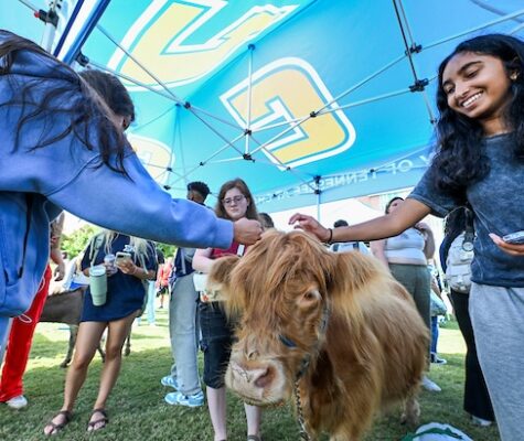 Students smile and reach out to pet a small shaggy Highland cow standing under a blue University of Tennessee at Chattanooga tent during an outdoor campus event.