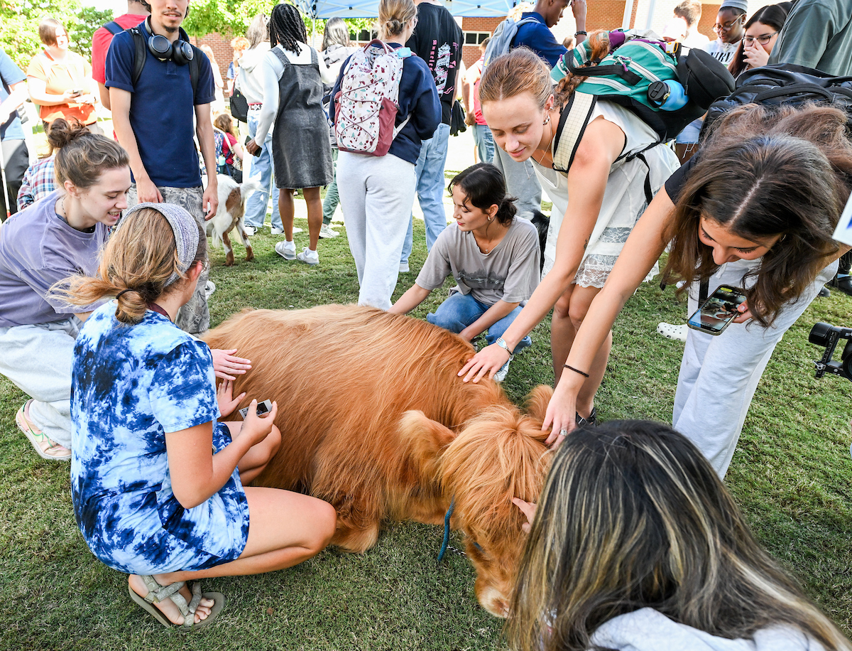 Group of students kneeling and reaching out to pet a small, fluffy Highland cow with reddish-brown fur on a grassy lawn; other animals and people are visible in the background.