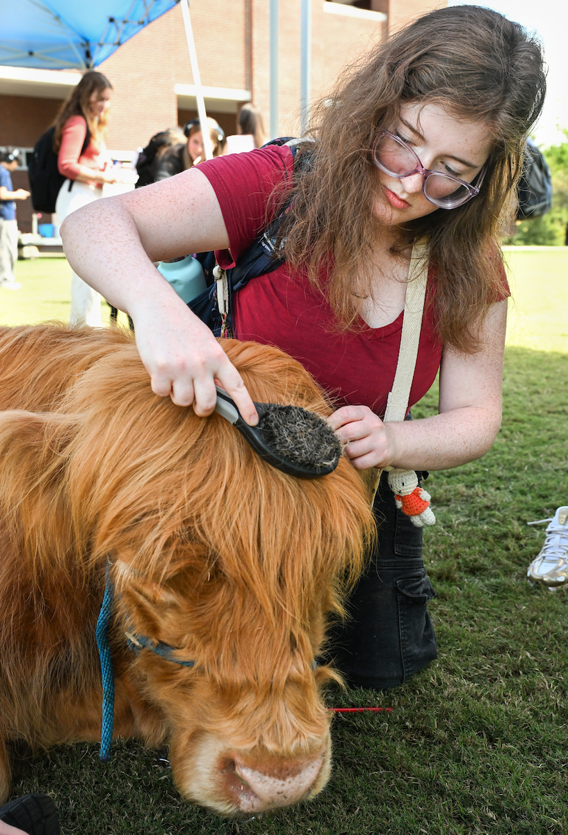 Student with long wavy hair and glasses brushing the forehead of a shaggy Highland cow under a sunny sky; other students and tents in the background.