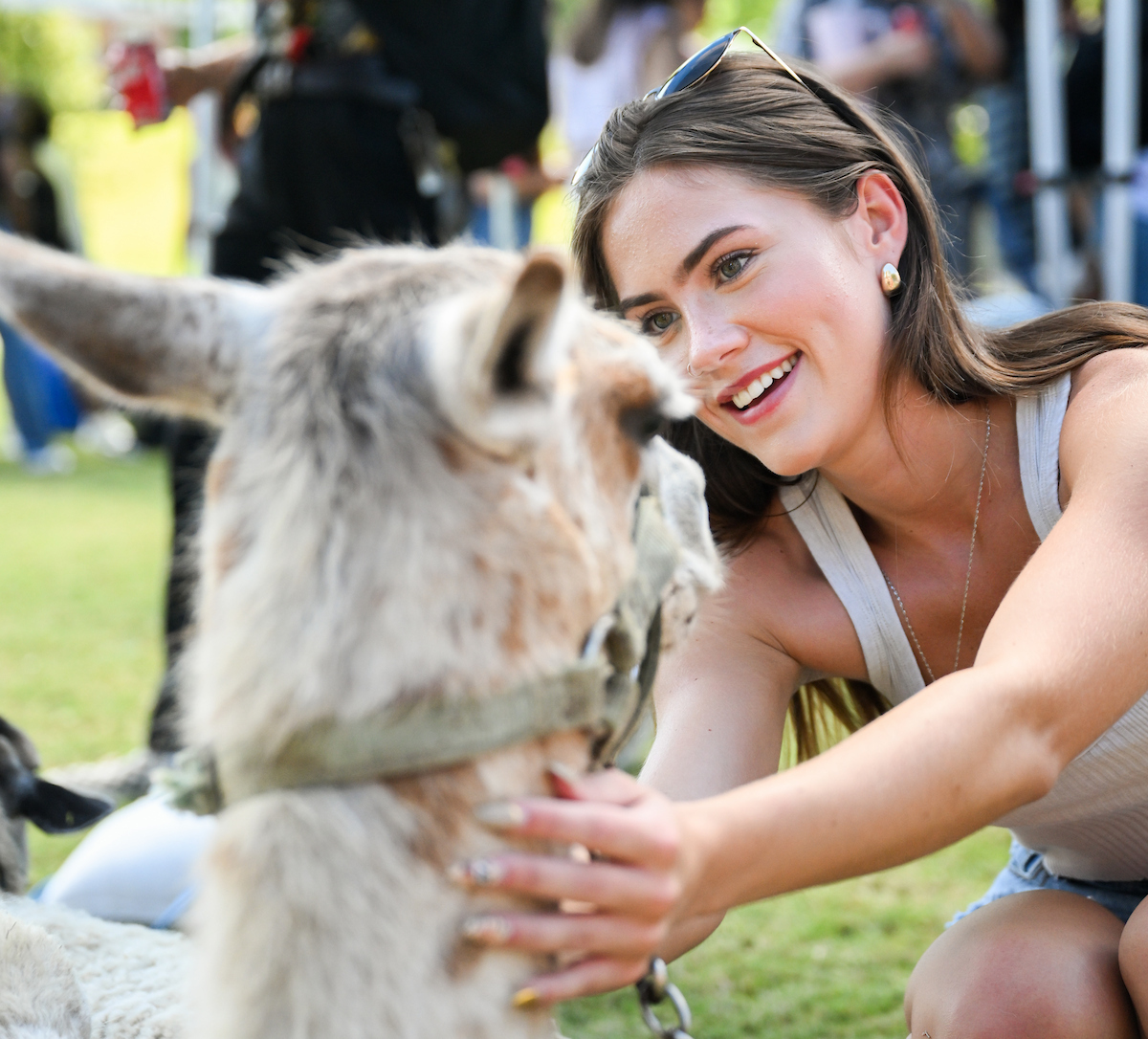 A smiling student crouches on the grass and gently pets a light-colored llama wearing a halter during the UTC petting zoo event.