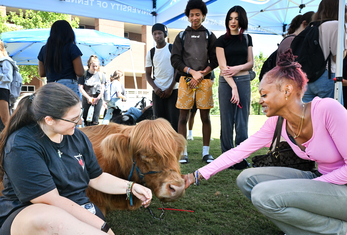 Two students, one seated and one kneeling, petting a small Highland cow under a University of Tennessee at Chattanooga tent while several other students stand and watch.