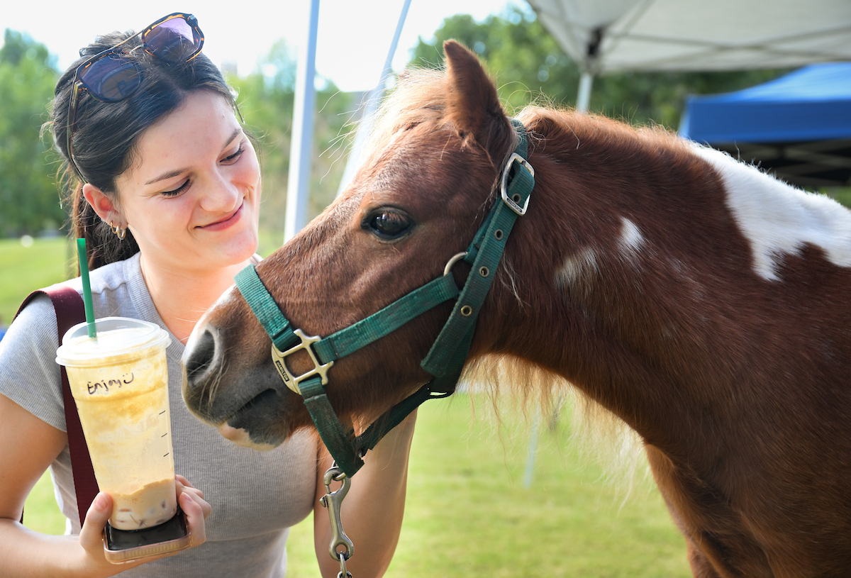 Student smiling while holding an iced coffee and standing close to a small brown-and-white pony wearing a green halter; the pony nuzzles toward the drink.