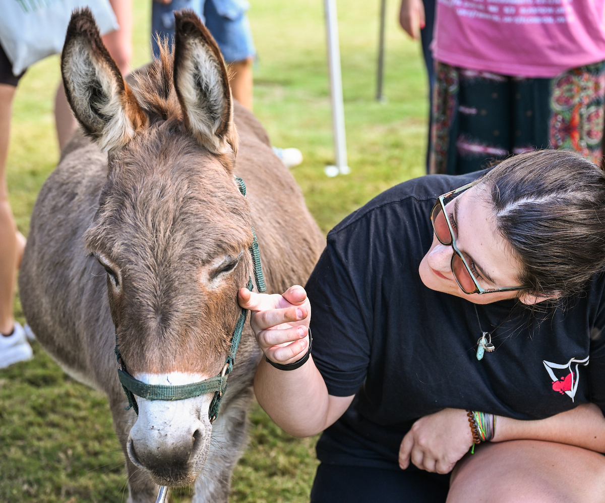 Student kneeling on grass and gently petting the face of a small gray donkey with a green halter while people and tents are visible in the background.