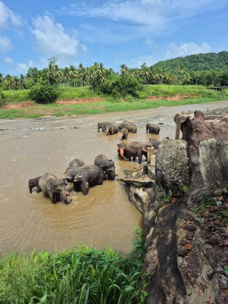 Multiple elephants cooling off in a water stream in Sri Lanka