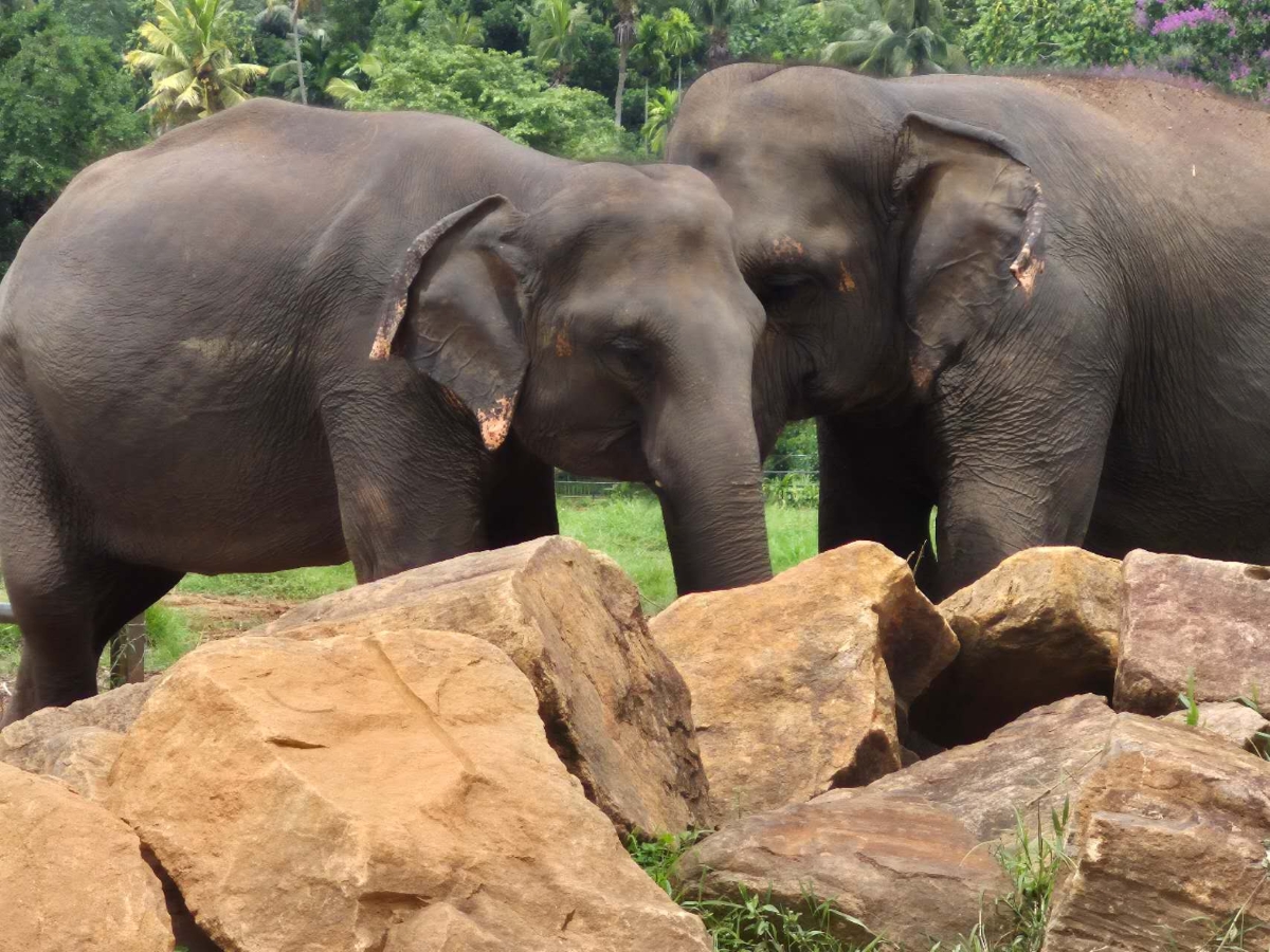 Two elephants behind some large boulders in Sri Lanka
